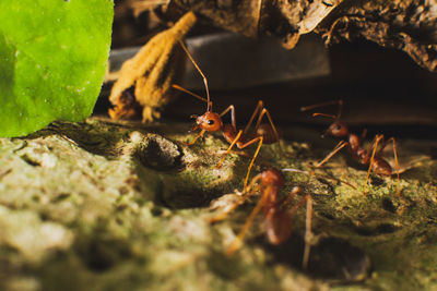 Close-up of insect on rock