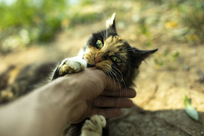 Cat bites hand. playing with cat on street. stray animal in summer. cute pet. details of life. 