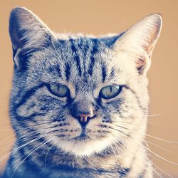 Close-up of cat