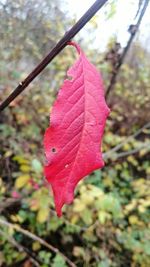 Close-up of leaves