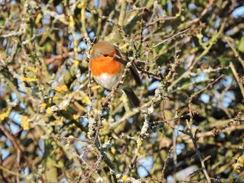 Close-up of bird perching on branch