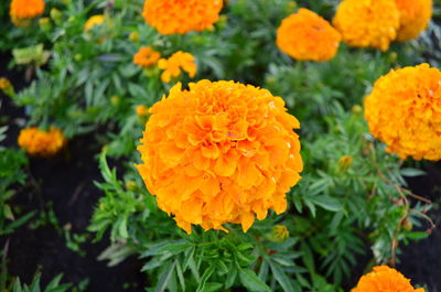 Close-up of orange marigold flowers