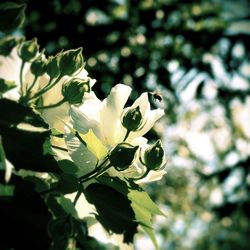 Close-up of white flowering plant