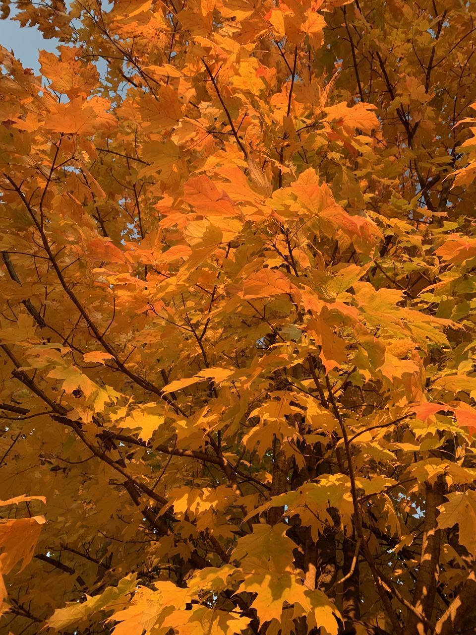 LOW ANGLE VIEW OF AUTUMNAL LEAVES AGAINST TREE