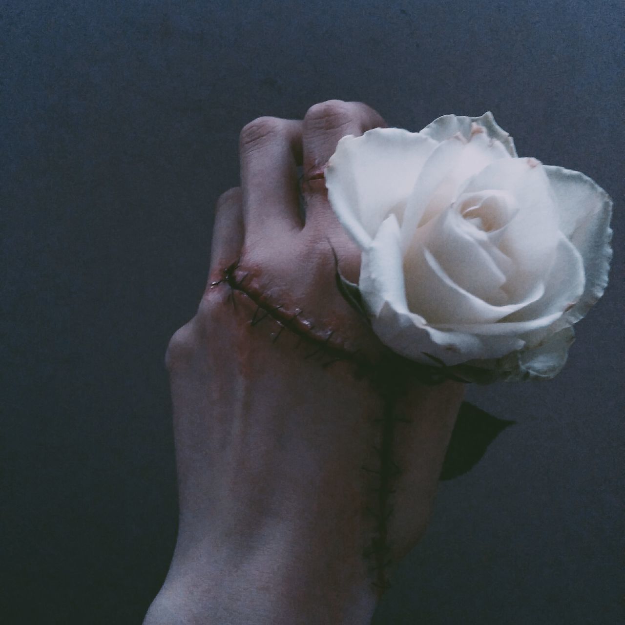 flower, petal, flower head, rose - flower, fragility, single flower, freshness, white color, close-up, beauty in nature, studio shot, rose, nature, white, blooming, softness, single rose, pink color, person, in bloom