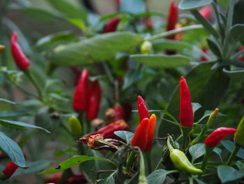 Close-up of red flowers