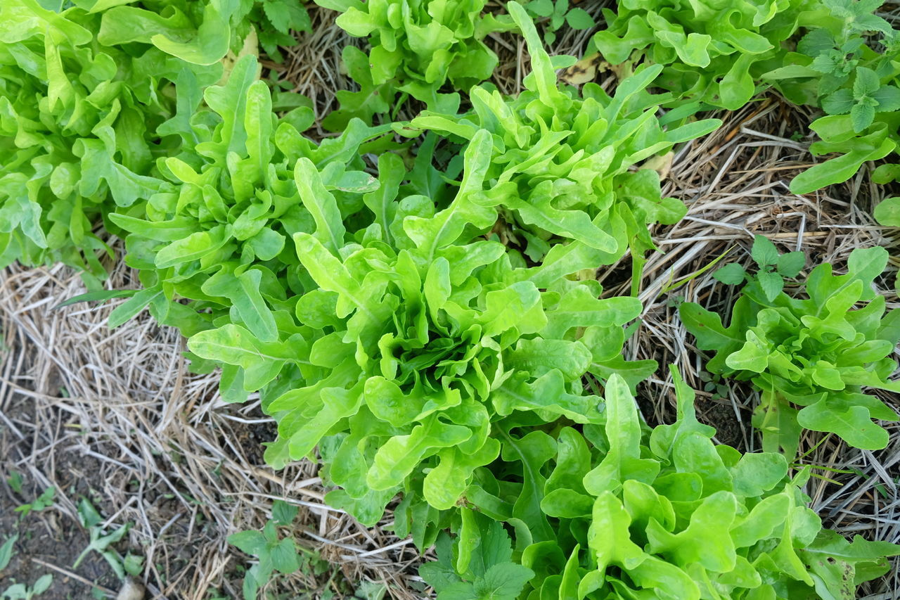 HIGH ANGLE VIEW OF GREEN PLANTS IN FIELD
