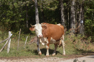 Portrait of horse standing on land