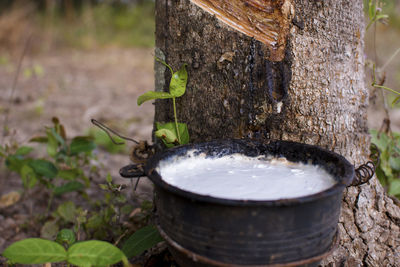 Close-up of water drops on tree trunk