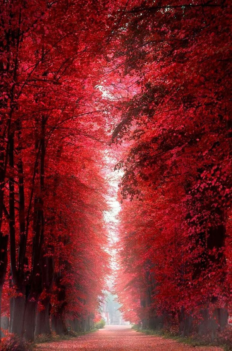 red, the way forward, tree, diminishing perspective, vanishing point, water, road, tranquility, street, narrow, nature, season, footpath, empty, transportation, no people, outdoors, wet, autumn, beauty in nature