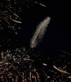 Close-up of plants at night