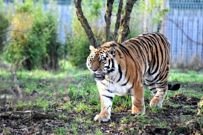 Tiger in a zoo