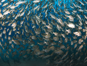 Fish swimming in sea