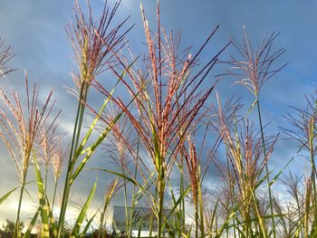 Low angle view of reed growing on field against sky