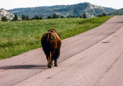 Rear view of american bison walking on road at custer state park