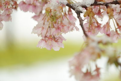 Close-up of pink cherry blossoms