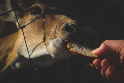 Low angle view of  human hand feeding deer