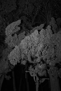 Low angle view of flowering plant against wall