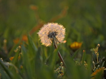 Close-up of dandelion flower on field