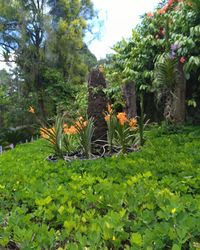 Cactus in garden