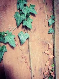 Close-up of ivy growing on wall