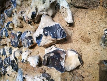 High angle view of animal on rock