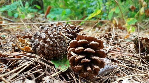 Close-up of pine cone on field