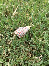 High angle view of mushroom growing on field