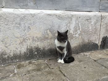 Portrait of cat sitting on footpath against wall