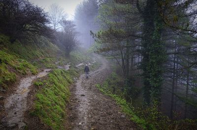 Road amidst trees in forest