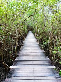 View of boardwalk in forest