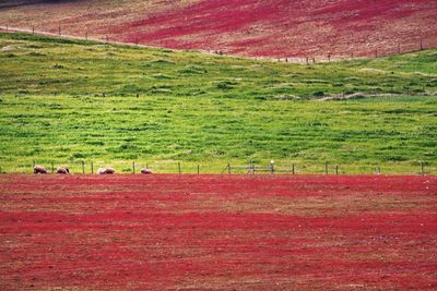 Trees in field