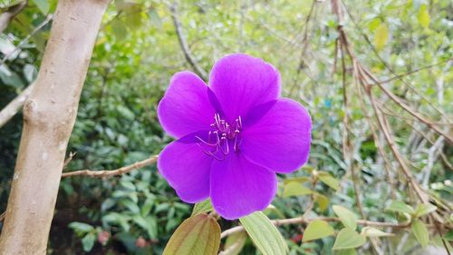 Close-up of purple flower blooming outdoors