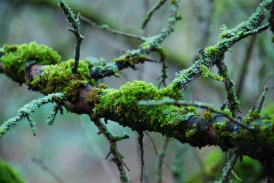 Close-up of moss growing on branch