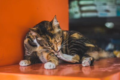 Cat licking while sitting on orange container