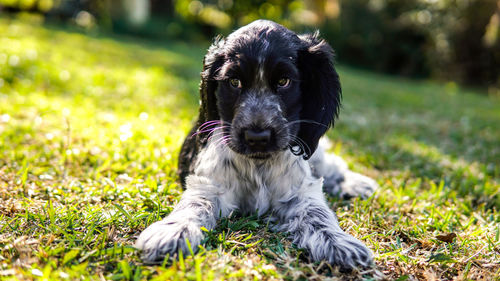 Portrait of a dog on field