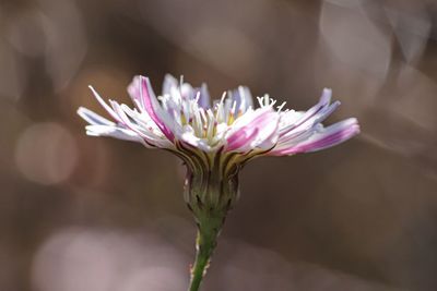 Close-up of pink flower