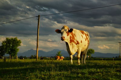 Cow standing on field against sky