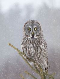 Close-up portrait of owl