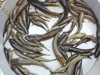 High angle view of fish