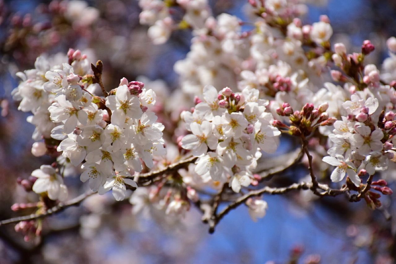 flower, freshness, branch, growth, cherry blossom, fragility, tree, cherry tree, beauty in nature, blossom, focus on foreground, nature, close-up, twig, petal, fruit tree, white color, springtime, blooming, in bloom