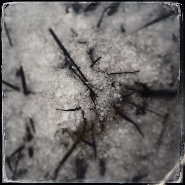 transfer print, auto post production filter, close-up, nature, selective focus, focus on foreground, day, outdoors, no people, dry, growth, plant, tranquility, textured, dead plant, sunlight, twig, beauty in nature, wood - material, high angle view