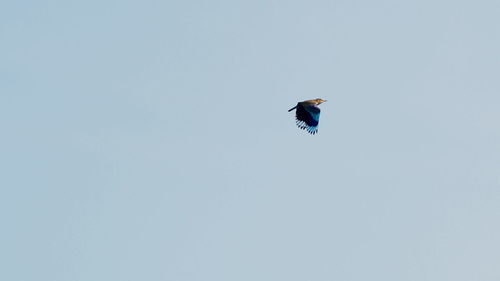 Low angle view of eagle flying against clear blue sky