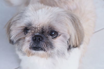 Close-up portrait of a dog