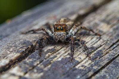 Close-up of spider on wood