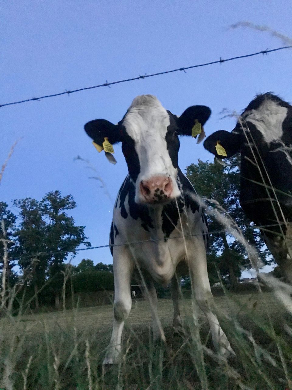 LOW ANGLE VIEW OF COWS ON FIELD