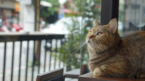 Close-up of a cat looking away