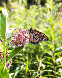 Close-up of butterfly pollinating on flower