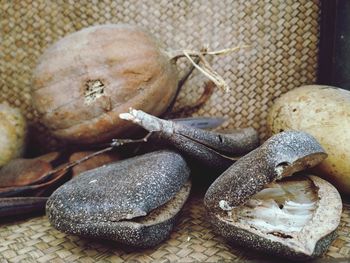 High angle view of shells on table