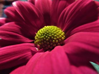 Close-up of pink flower